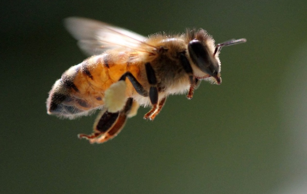 Melipona beecheii
