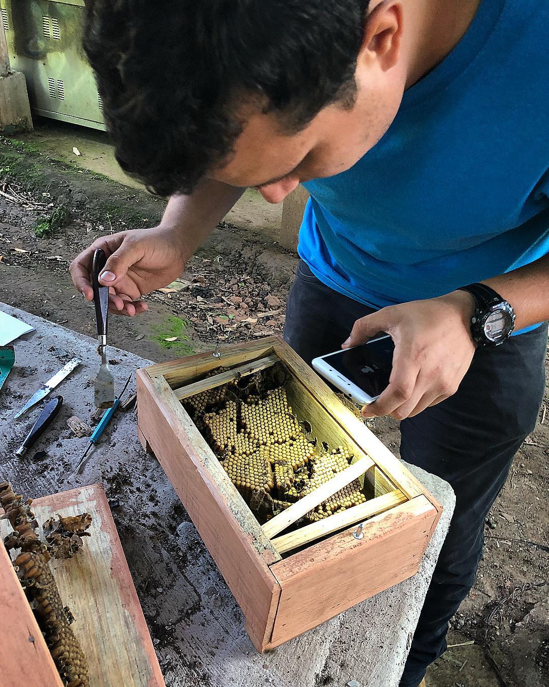 Inspección