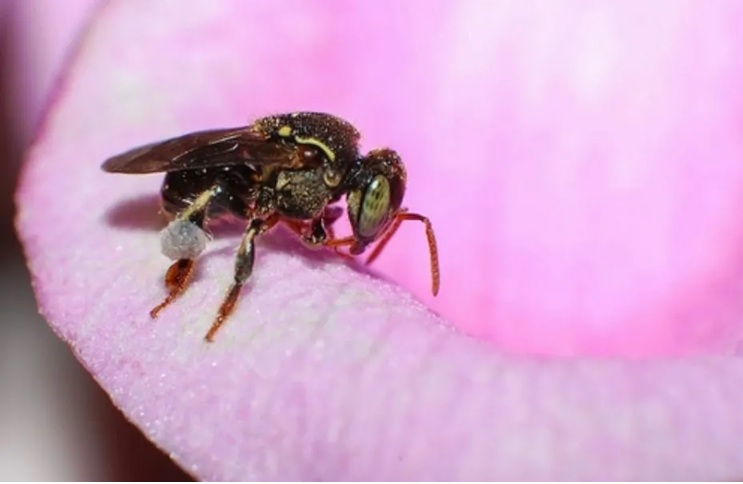 Nannotrigona perilampoides - brillo metalico
