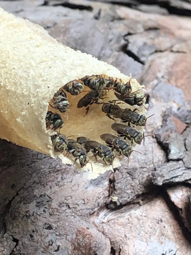 Entrada del nido con guardianas de Nannotrigona perilampoides
