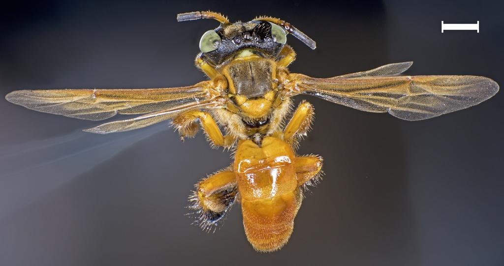 Tetragona ziegleri - abeja obrera