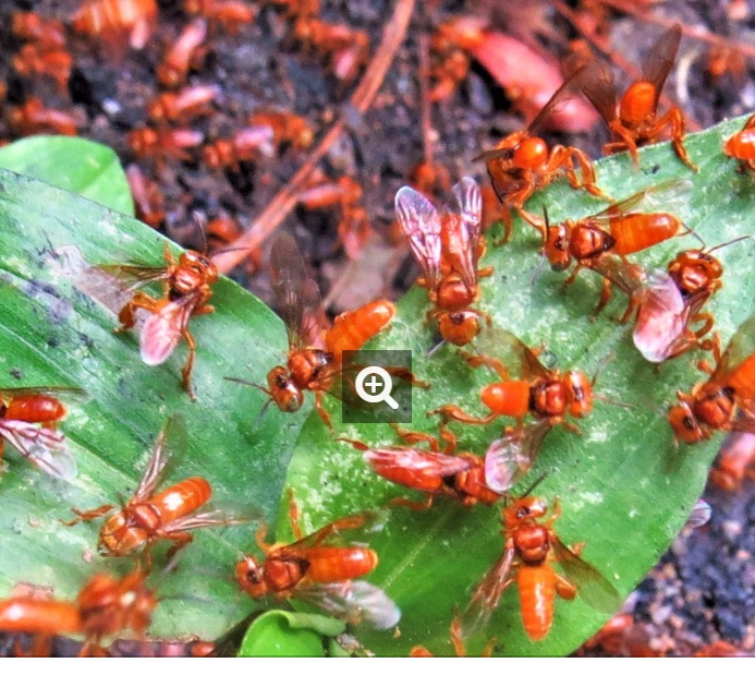 Oxytrigona mellicolor - abeja de fuego