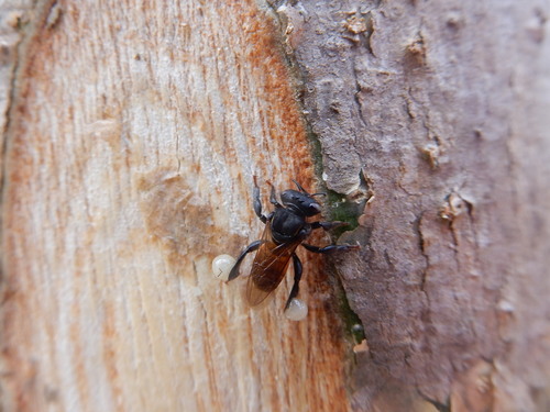 Melipona costaricensis - abeja obrera