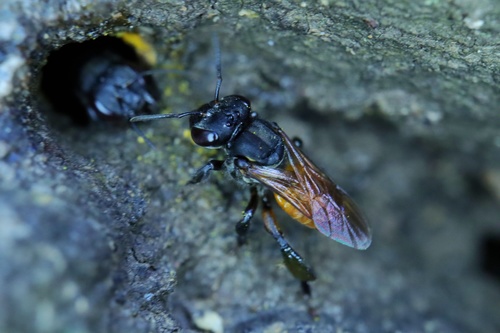 Melipona costaricensis - entrada del nido