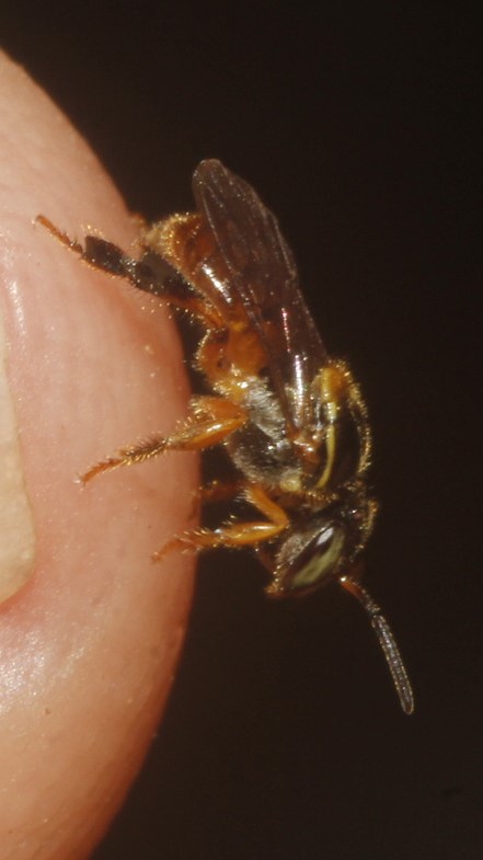 Plebeia frontalis