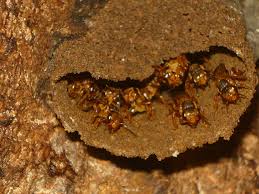Scaptotrigona