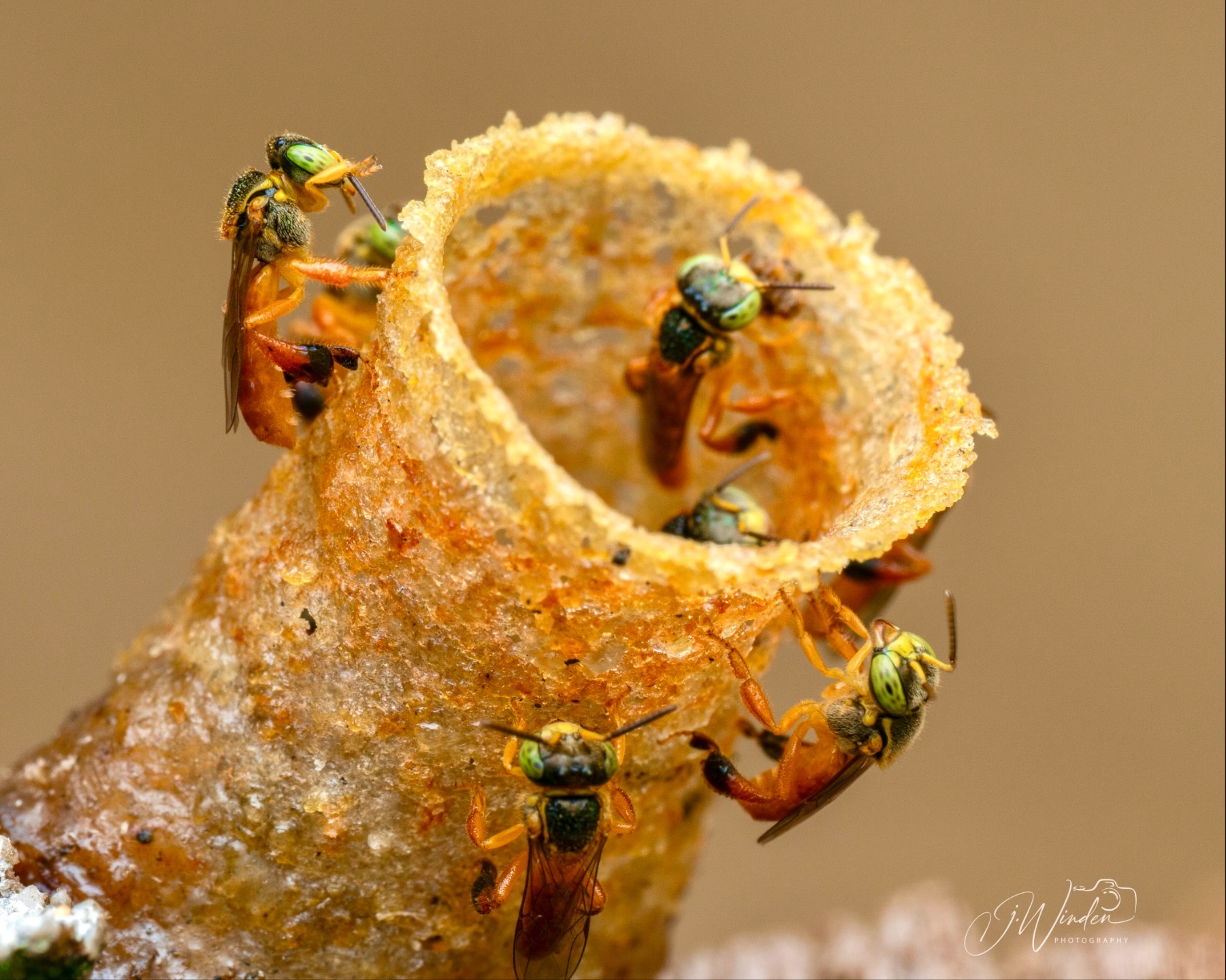 Tetragonisca angustula - Abeja Angelita