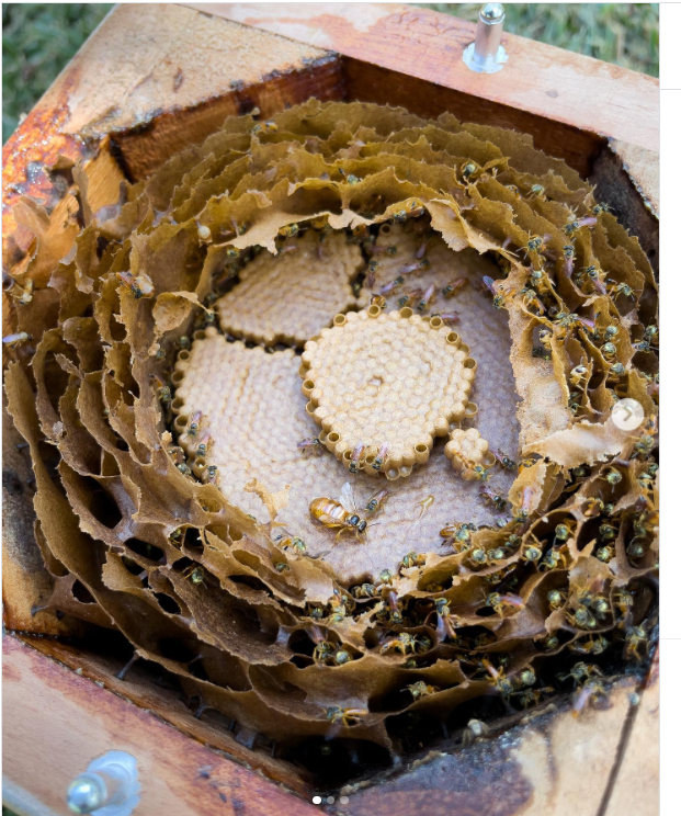 Entrada real de colmena de Tetragonisca angustula con actividad de obreras