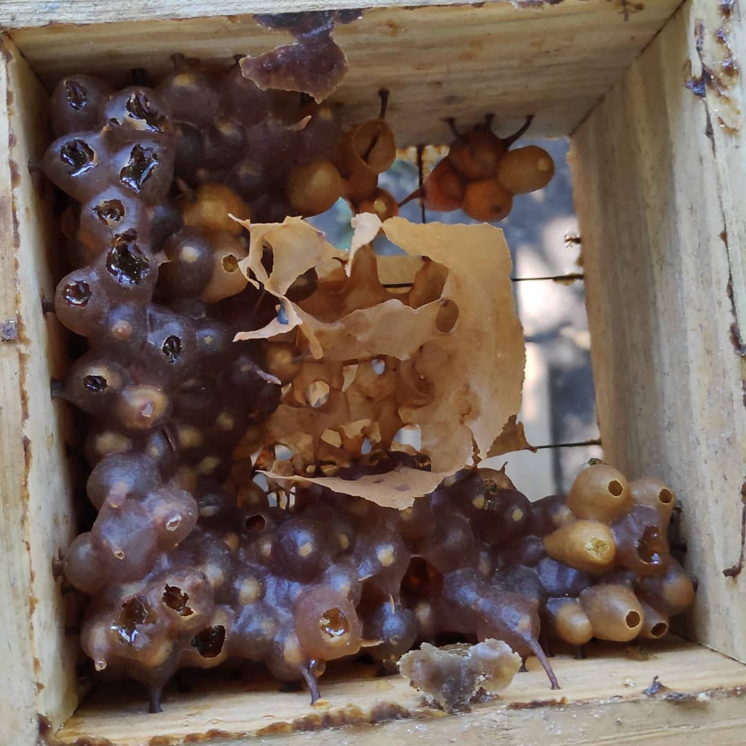Potes de miel y almacenamiento interno en colmena de Tetragonisca angustula