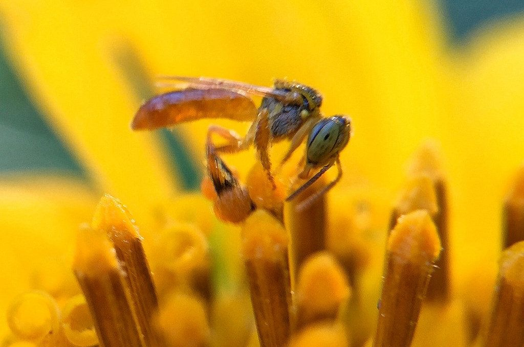 Tetragonisca angustula recolectando polen en una flor amarilla