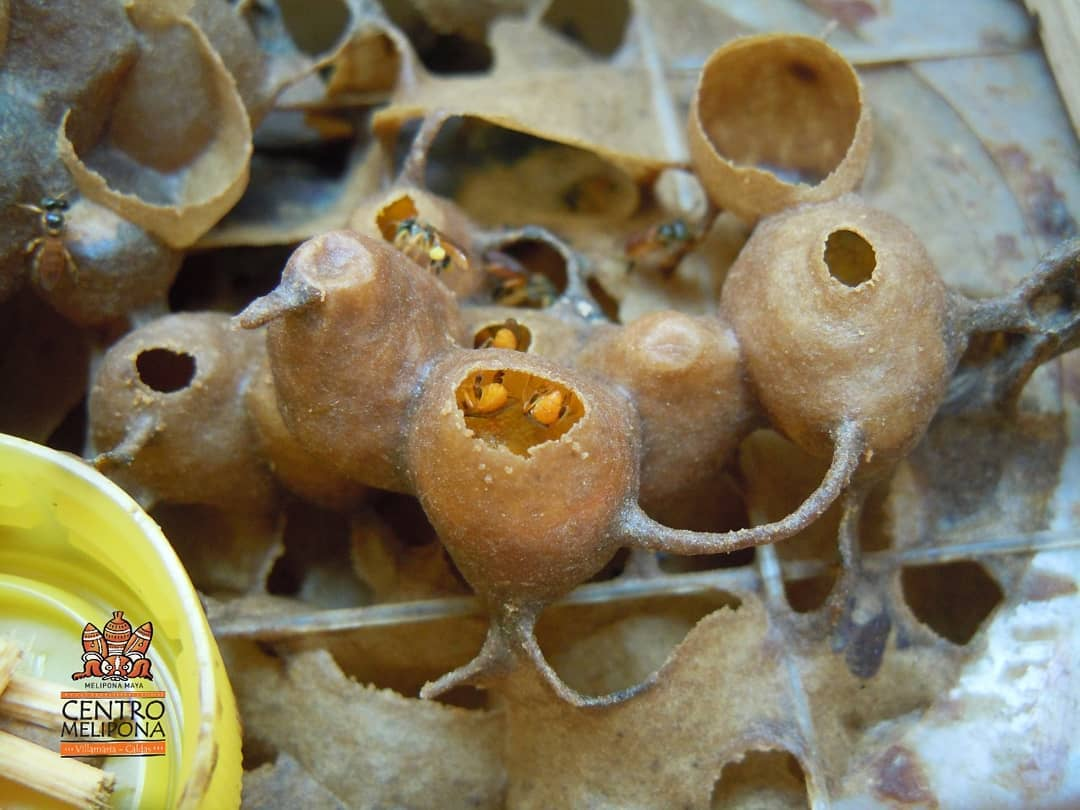 Potes de polen de Tetragonisca angustula como reserva nutritiva de la colonia