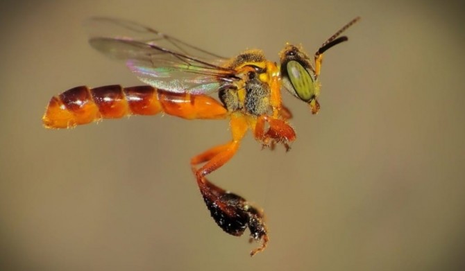 Vuelo de abejas